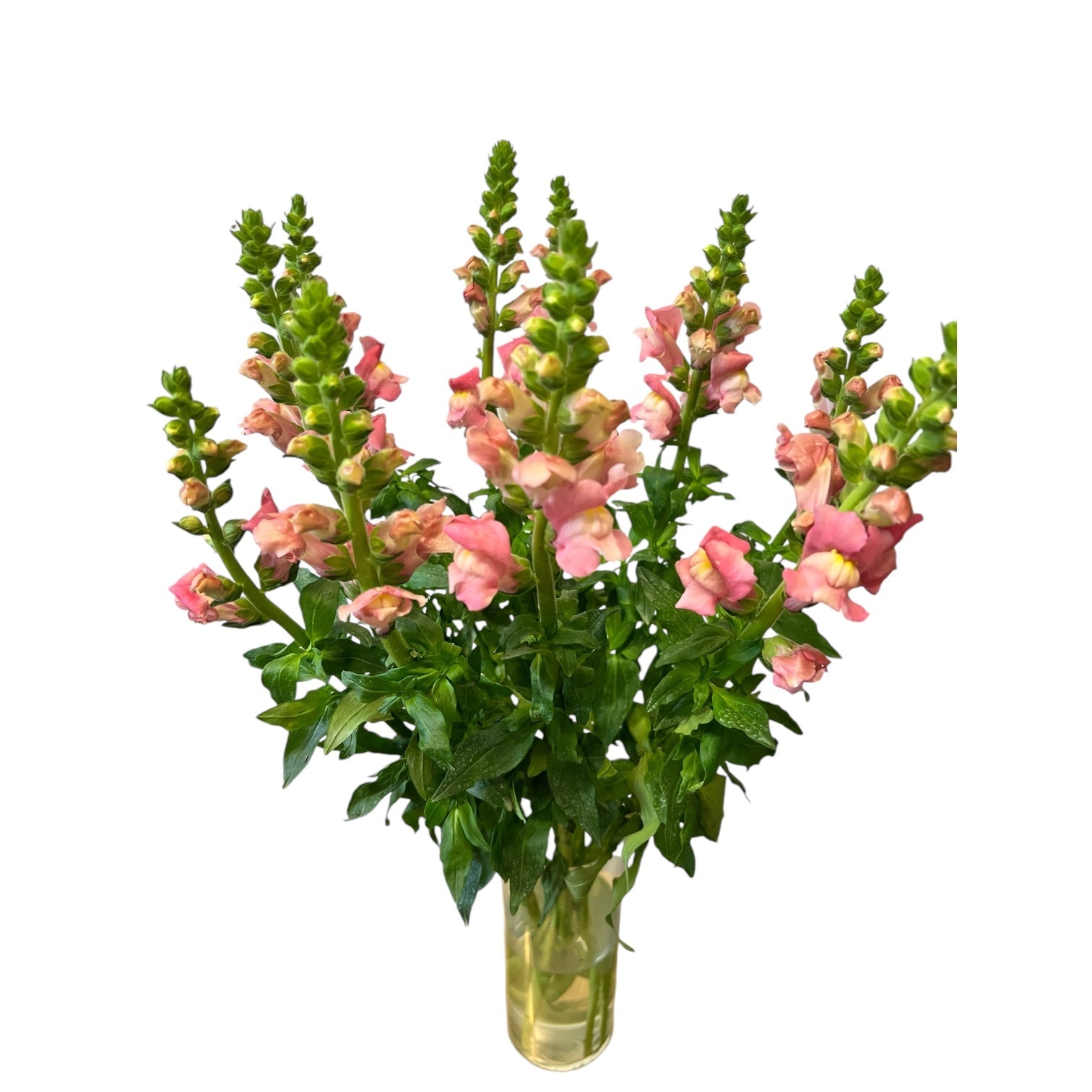 Antirrhinum - Pink x 10 stems