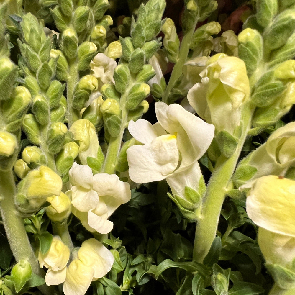 Antirrhinum - White - 10 stems