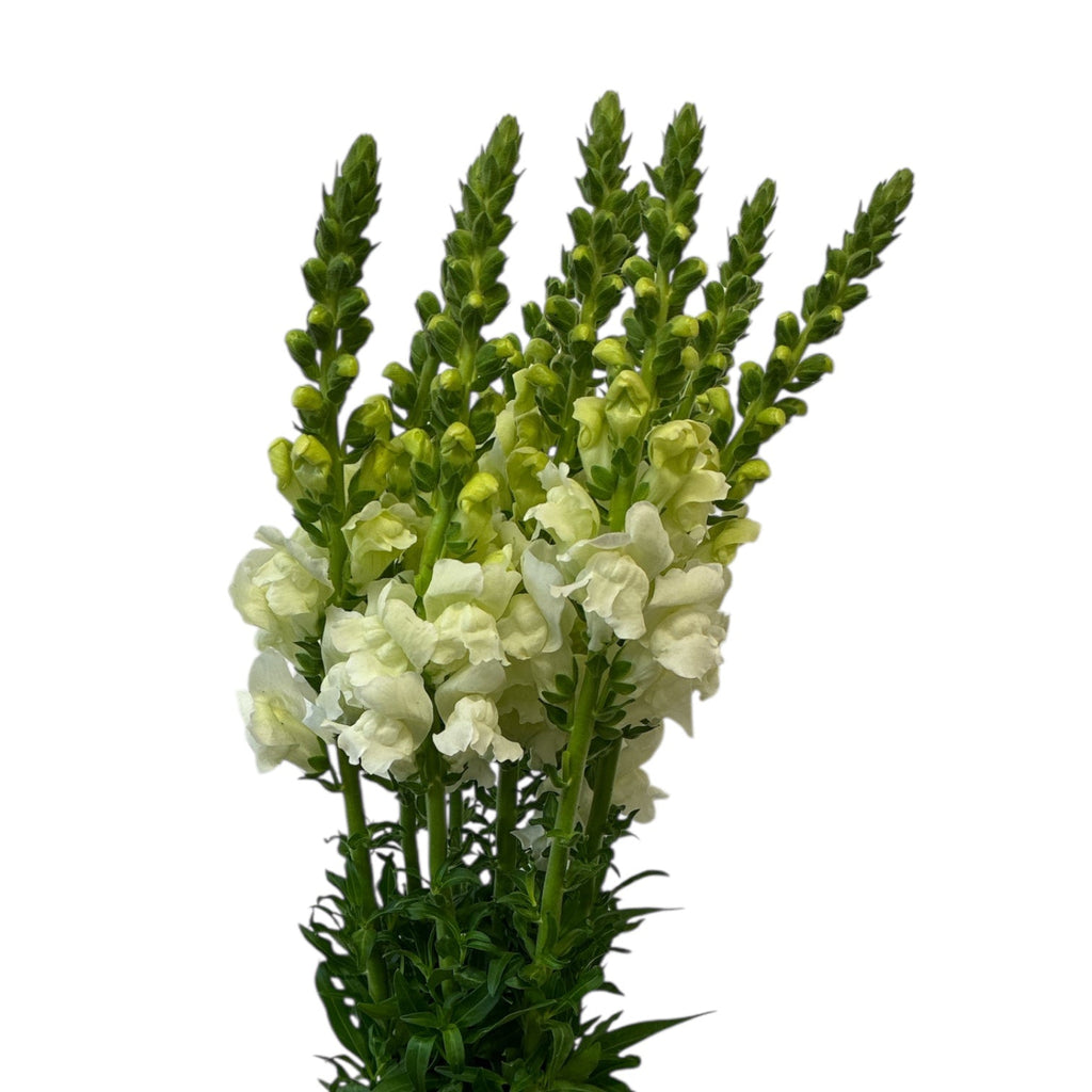 Antirrhinum - White - 10 stems