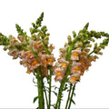 Antirrhinum - Peach - 10 stems