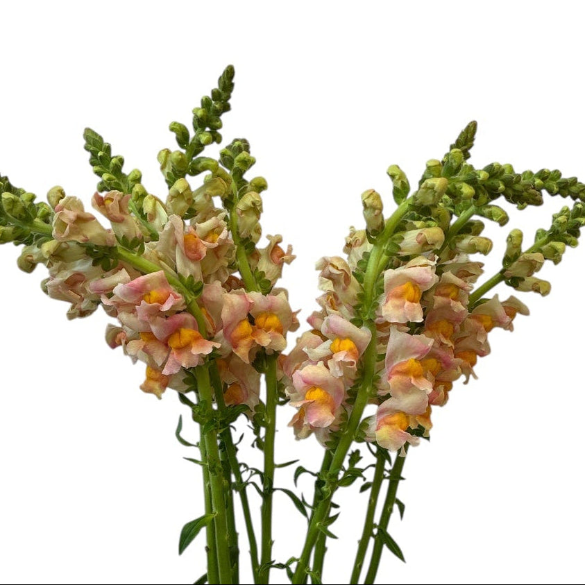 Antirrhinum - Peach - 10 stems