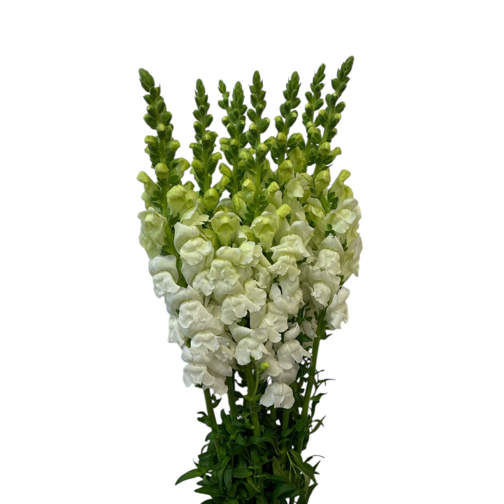 Antirrhinum - White - 10 stems