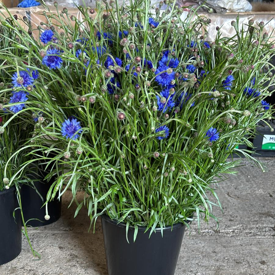 Cornflower - BLUE- Grower's Bunch - (1 or 5 bunches)