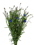 Cornflower - BLUE- Grower's Bunch - (1 or 5 bunches)